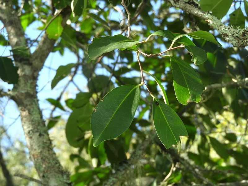 Prunus subcoriacea photo 8