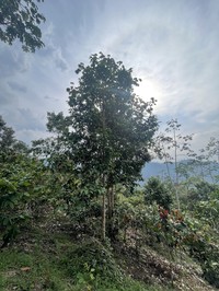 Prunus subcorymbosa