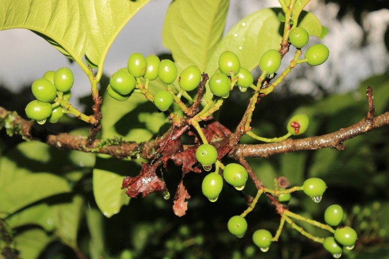 Prunus subcorymbosa photo 2