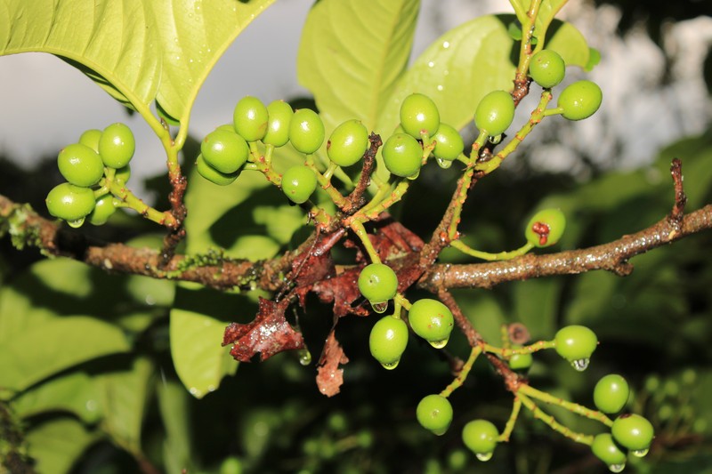 Prunus subcorymbosa photo 4