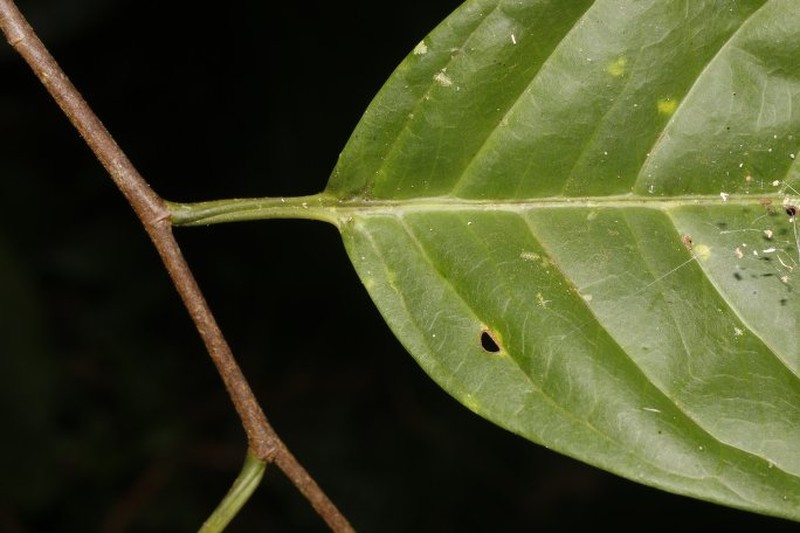 Prunus subcorymbosa photo 5