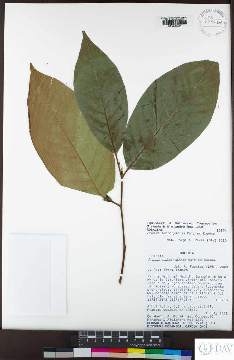 Prunus subcorymbosa photo 6