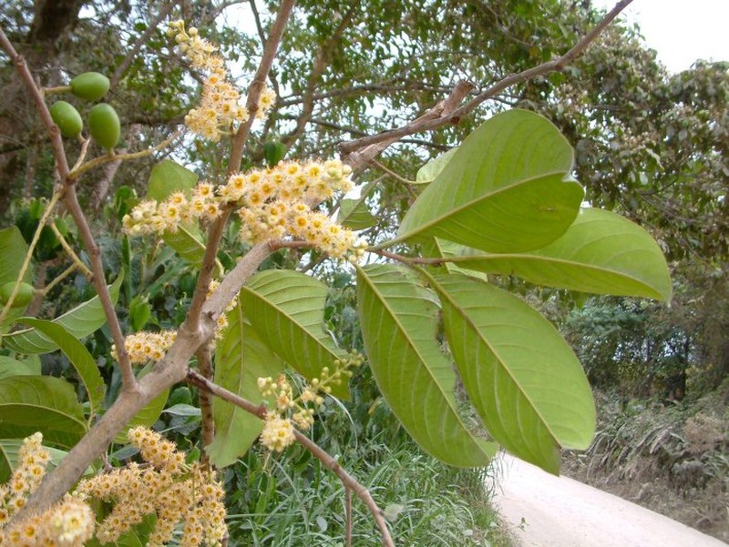 Prunus subcorymbosa photo 7