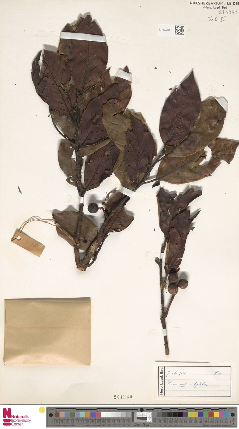 Prunus subglabra