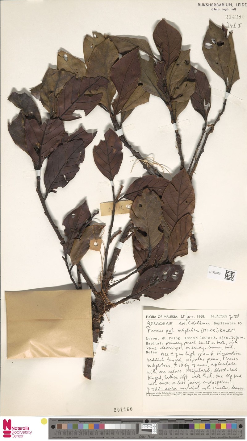 Prunus subglabra photo 2