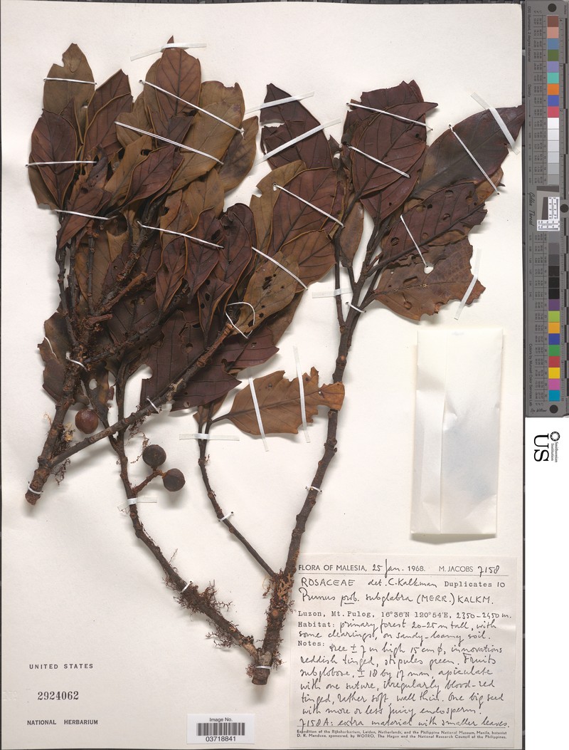 Prunus subglabra photo 3