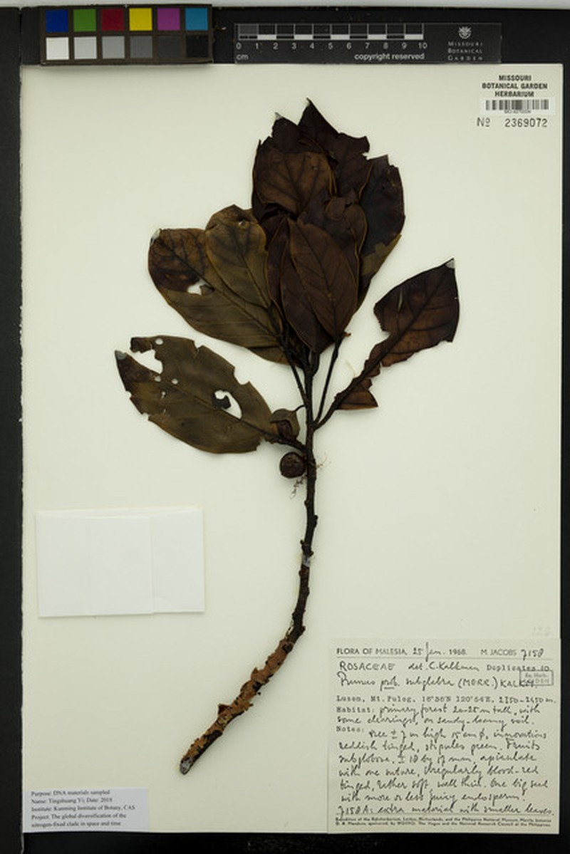 Prunus subglabra photo 4