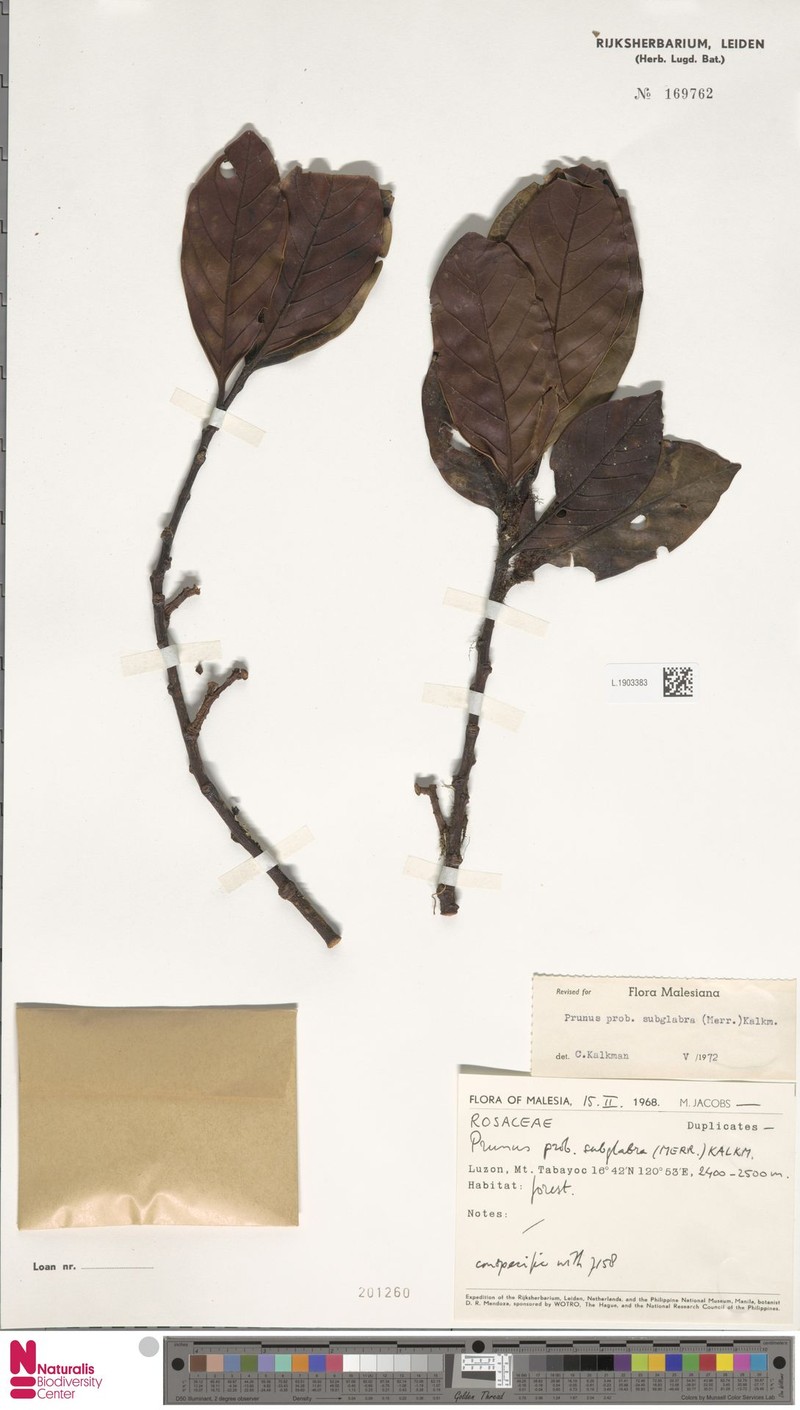 Prunus subglabra photo 5