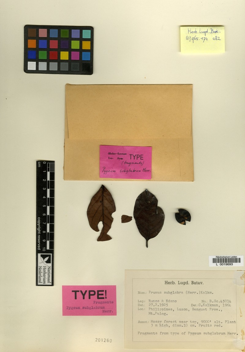 Prunus subglabra photo 6