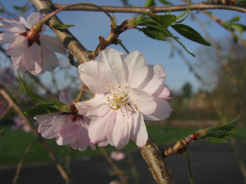Winter-Flowering Cherry photo 2