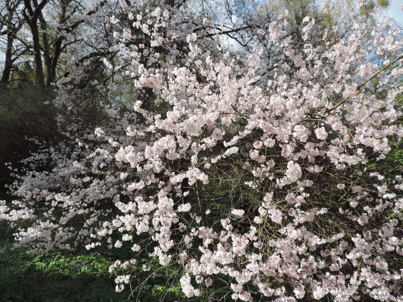 Winter-Flowering Cherry photo 3