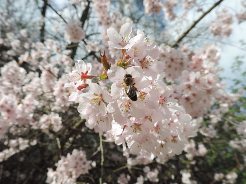 Winter-Flowering Cherry photo 4