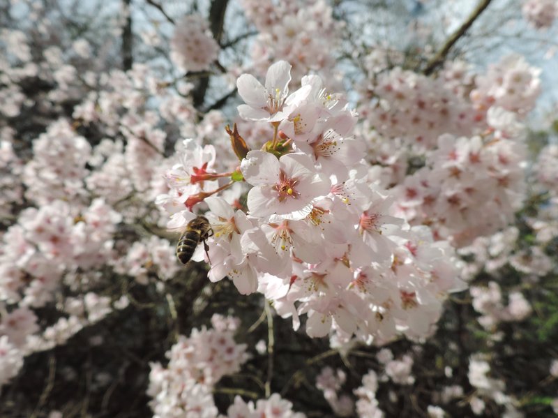 Winter-Flowering Cherry photo 6