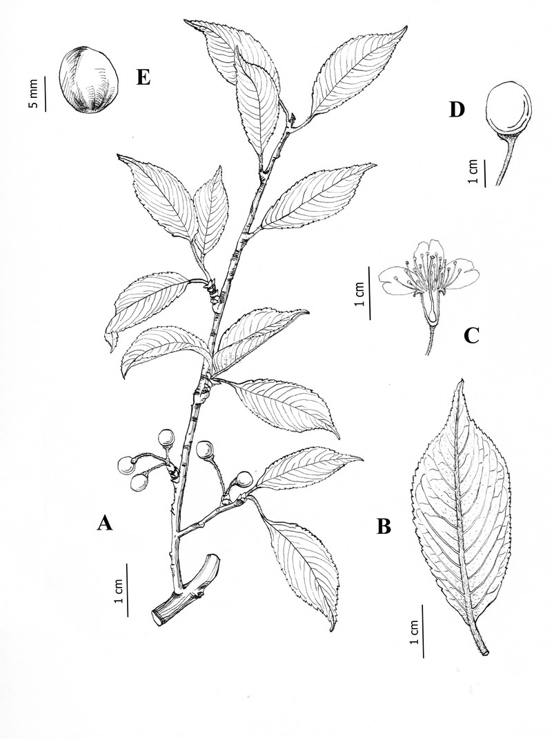 Prunus sunhangii