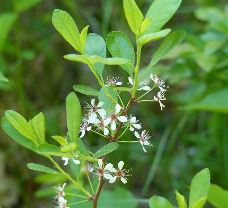 Sesquehana Sandcherry photo 3