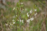 Sesquehana Sandcherry