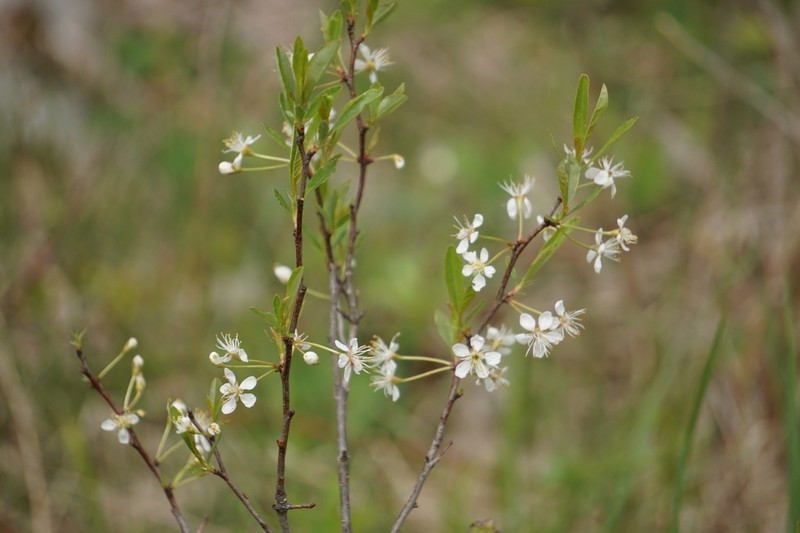 Sesquehana Sandcherry