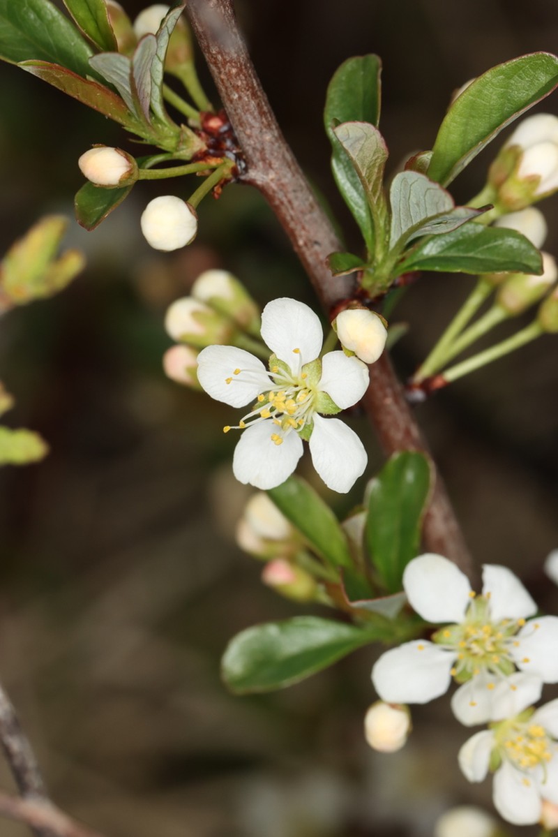 Sesquehana Sandcherry photo 6