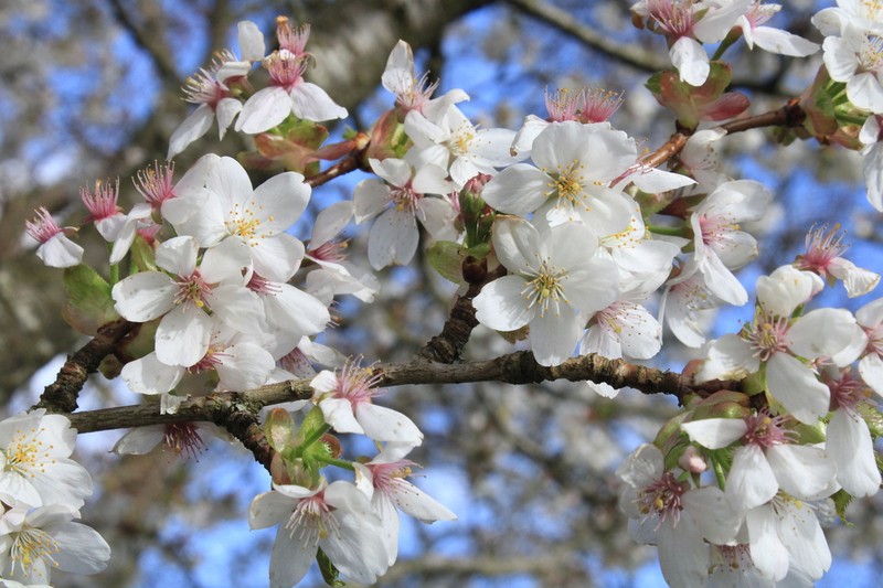 Prunus takesimensis