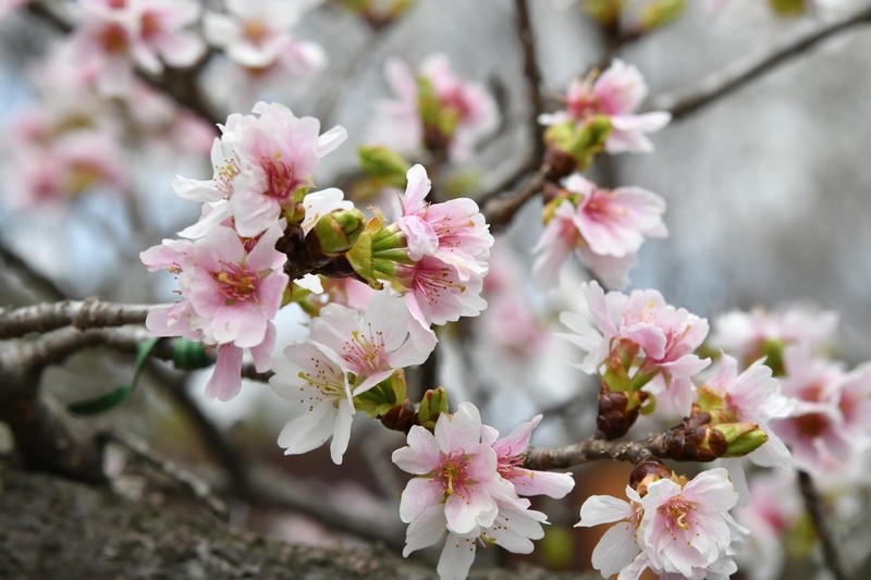 Prunus takesimensis photo 2