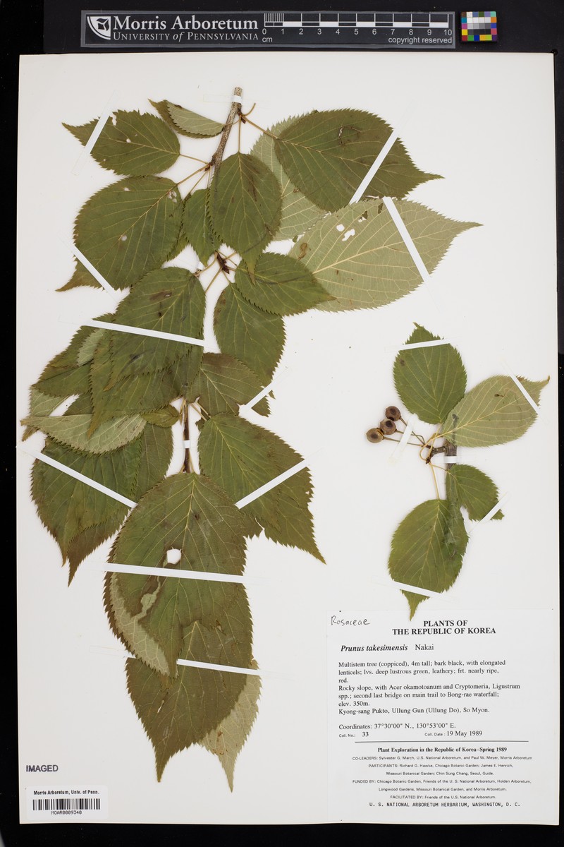 Prunus takesimensis photo 3