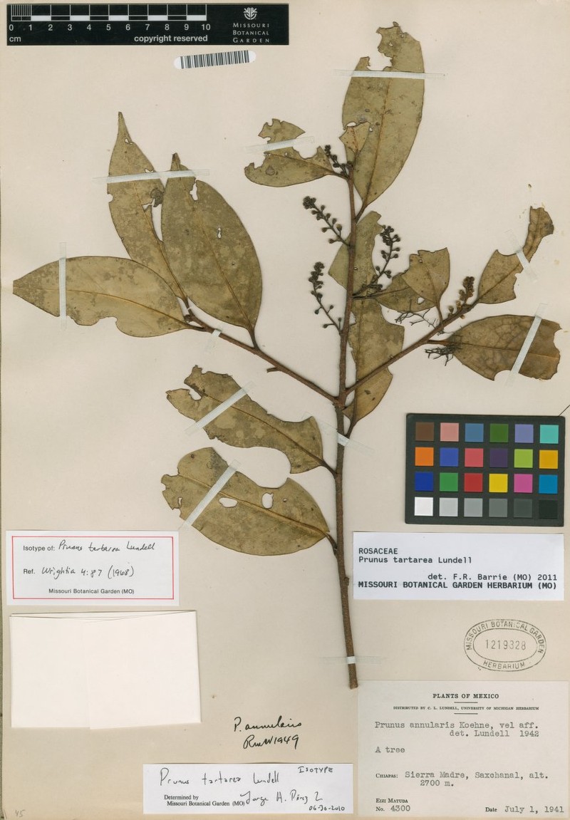 Prunus tartarea