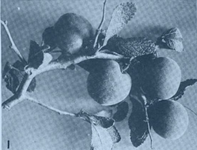 Peachbush photo 2