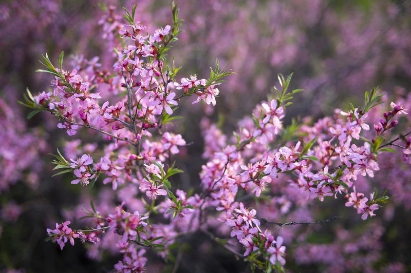 Dwarf Russian Almond photo 2