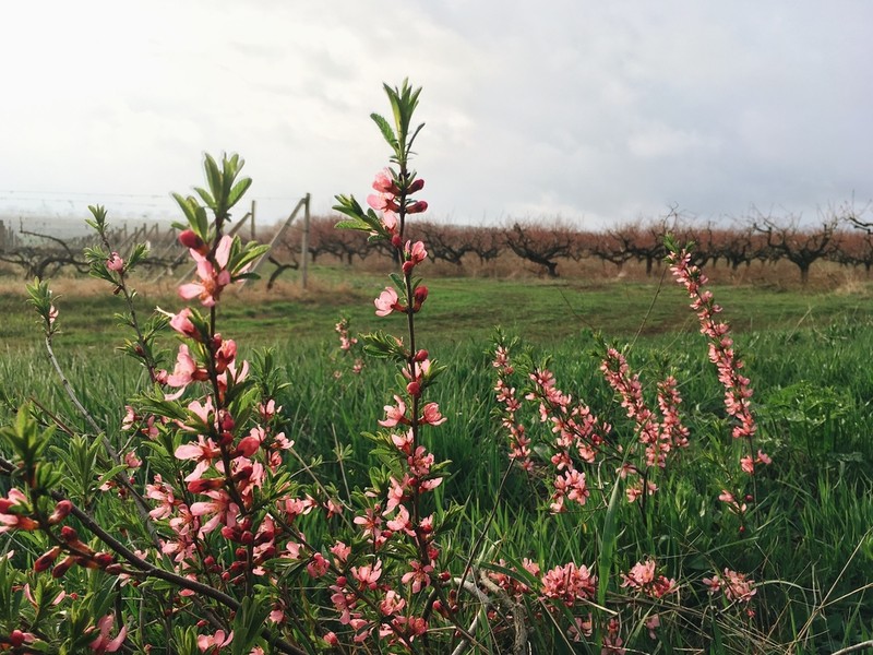 Dwarf Russian Almond photo 3