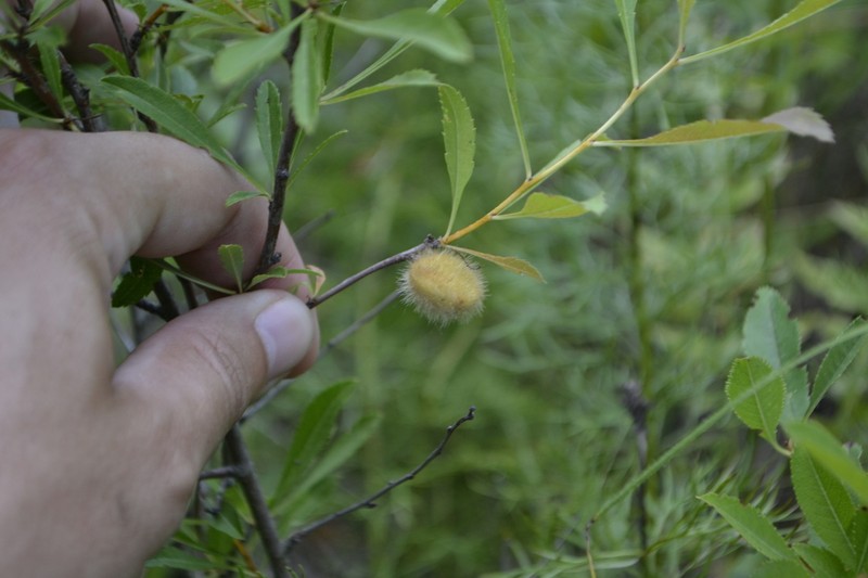 Dwarf Russian Almond photo 4