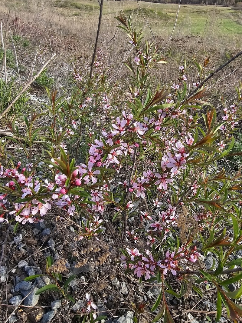 Dwarf Russian Almond photo 5