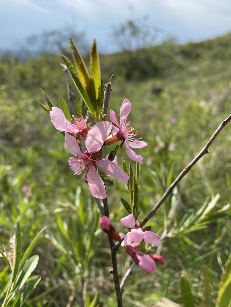 Dwarf Russian Almond photo 6