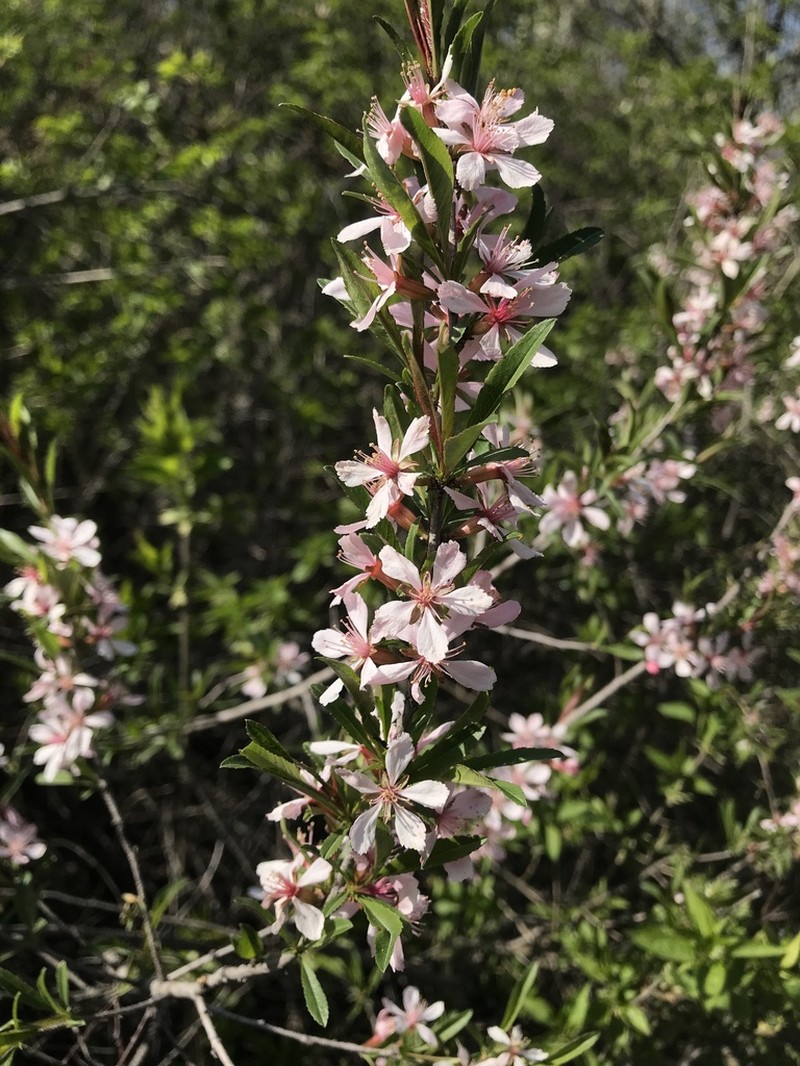 Dwarf Russian Almond photo 7