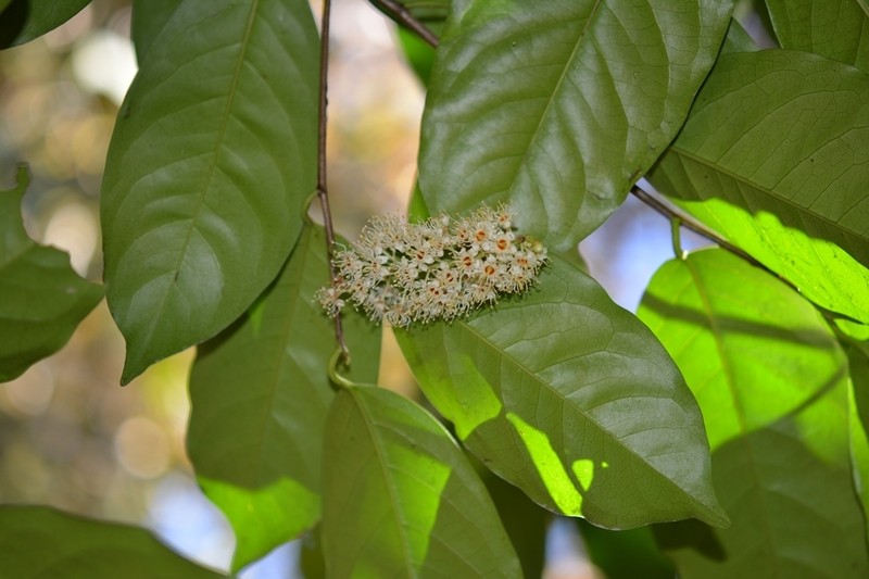 Prunus tetradenia