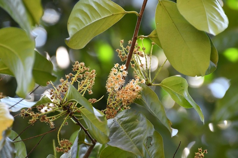 Prunus tetradenia photo 2