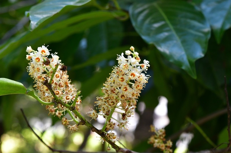 Prunus tetradenia photo 3