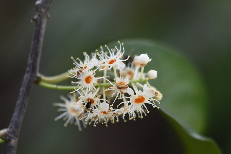 Prunus tetradenia photo 4