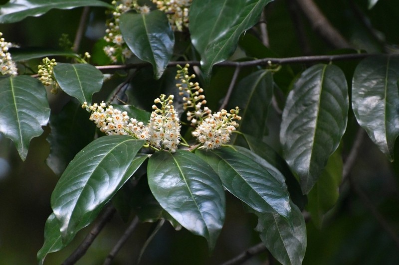 Prunus tetradenia photo 5
