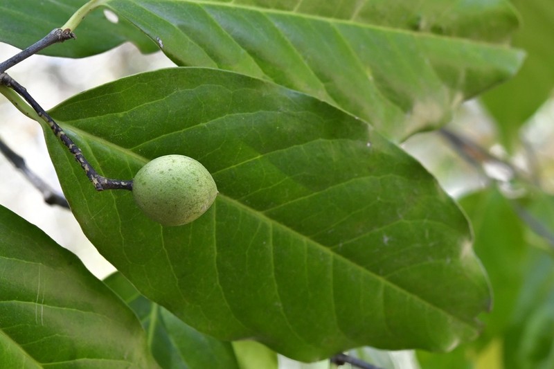 Prunus tetradenia photo 6