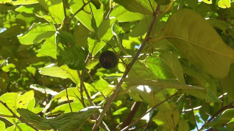 Prunus tetradenia photo 7