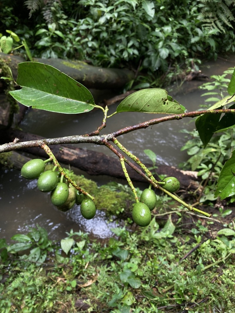 Prunus tetradenia photo 8