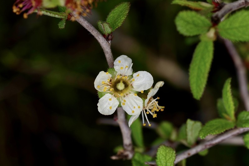 Peachbush