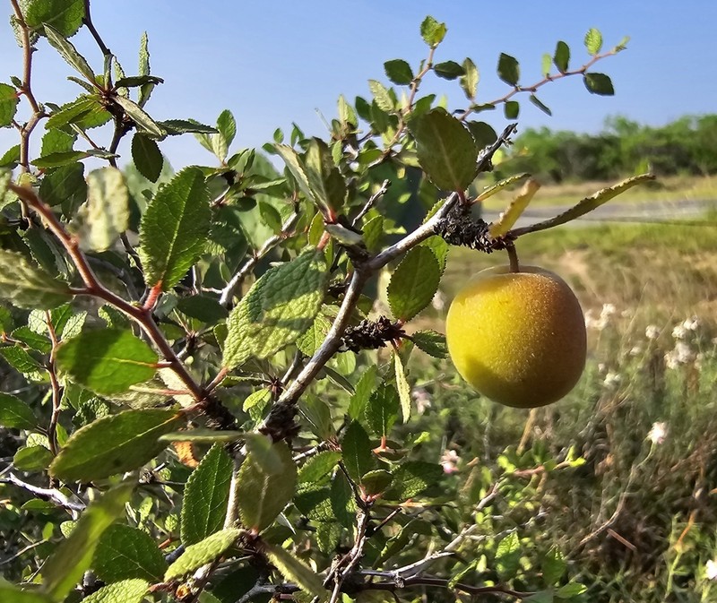 Peachbush photo 4