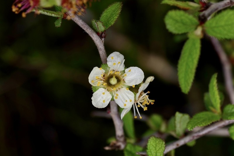 Peachbush photo 5