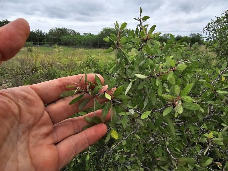Peachbush photo 6