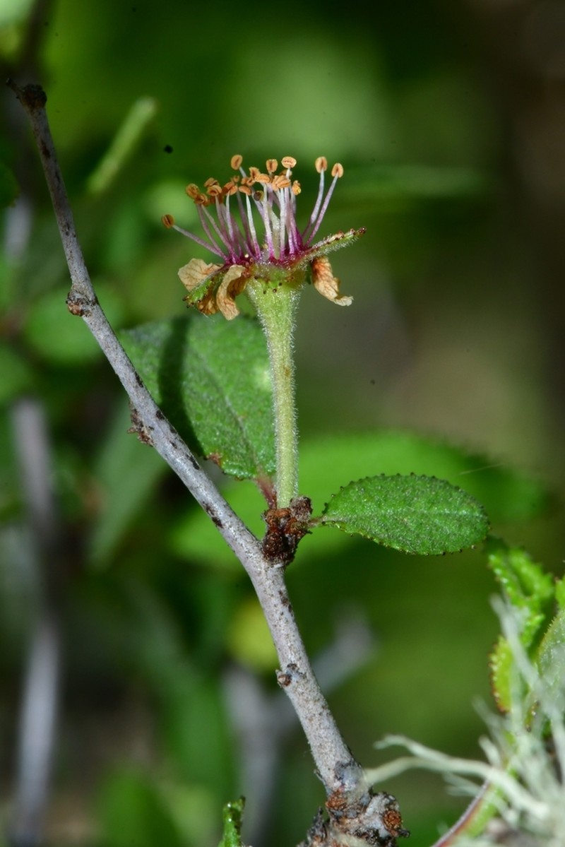 Peachbush photo 8
