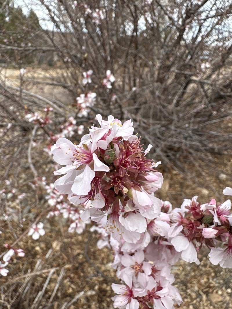 Nanking Cherry photo 7