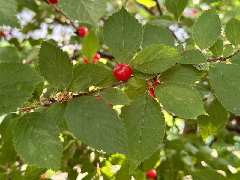 Nanking Cherry photo 8