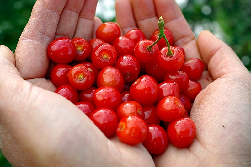Nanking Cherry photo 3