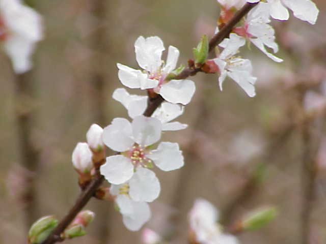 Nanking Cherry photo 5